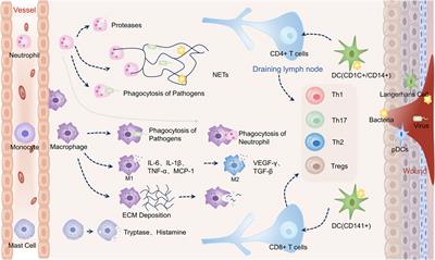 Regulation of inflammation during wound healing: the function of mesenchymal stem cells and strategies for therapeutic enhancement